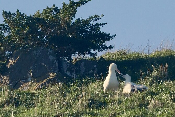 Albatross, seals, and sea birds-Wildlife Cruise - Fur seals, sea lions, penguins, and dolphins