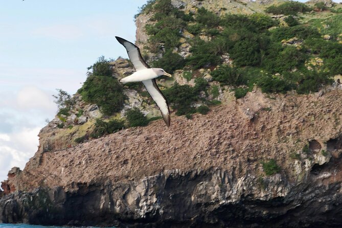 Albatross, seals, and sea birds-Wildlife Cruise - Why the small group matters