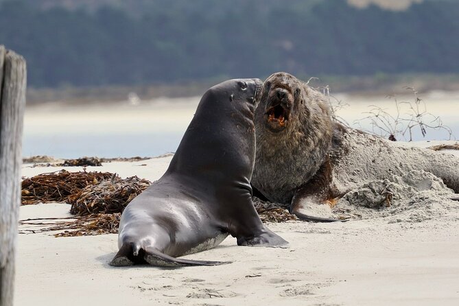 Albatross, seals, and sea birds-Wildlife Cruise - Value at $105.50 per person
