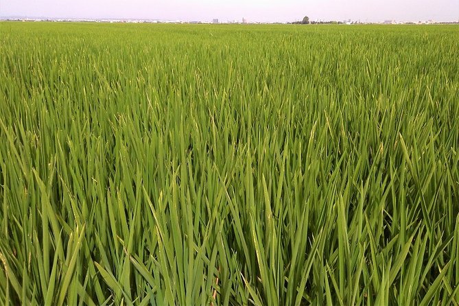 Albufera: Lake, Paella and Birdwatching - Rice fields and the story of Albufera