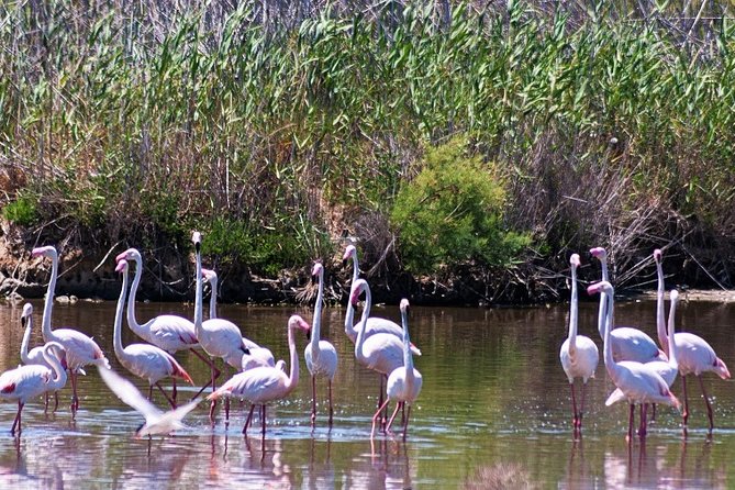 Albufera: Lake, Paella and Birdwatching - Starting at 9:45 in Valencia
