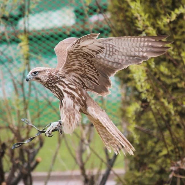 Almaty: Falconry show and Big Almaty Gorge - What the $130 price really covers