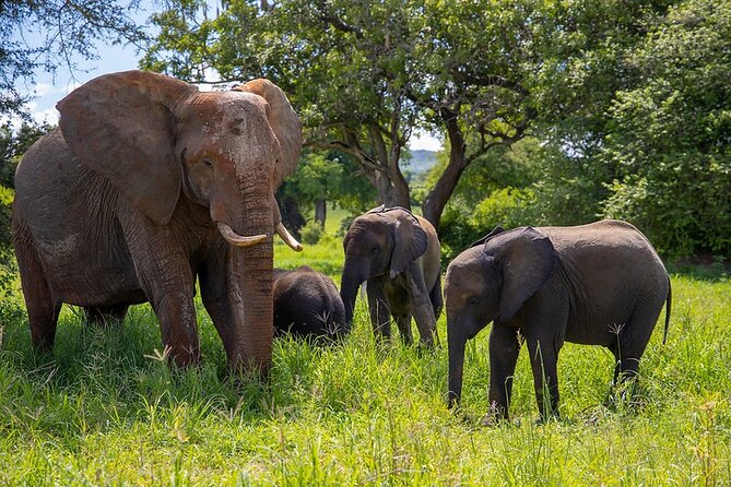 Arusha: 3-Day Safari Tarangire, Flamingo Walk Lake Natron Tour - Why this safari works as a three-day escape
