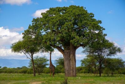 Arusha: 3-Day Safari Tarangire, Flamingo Walk Lake Natron Tour