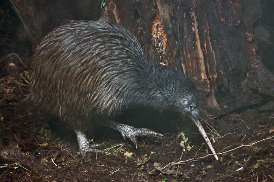 Auckland (Tawharanui): Wild Kiwi Bird Spotting Encounter - The first slow walk through the bush