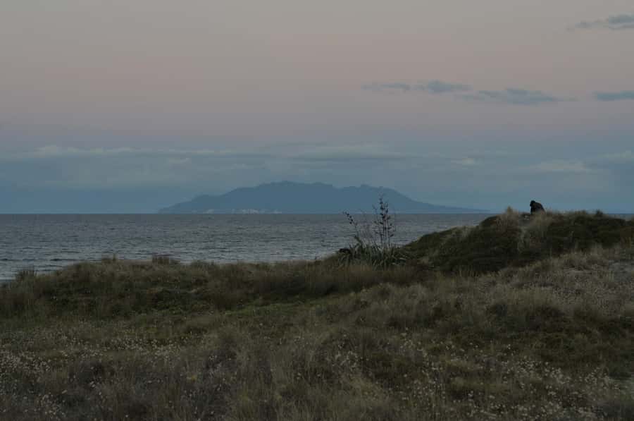 Auckland (Tawharanui): Wild Kiwi Bird Spotting Encounter - How the optional overnight stay changes the plan