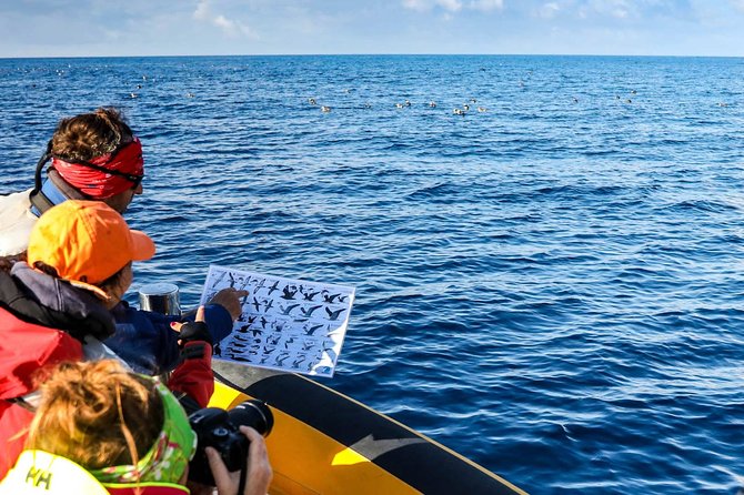 Azores Marine Birdwatching Expedition w/ Biologist Guide - Why this São Miguel boat trip is different