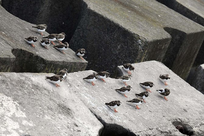 Azores Marine Birdwatching Expedition w/ Biologist Guide - Starting at Marina de Vila Franca do Campo