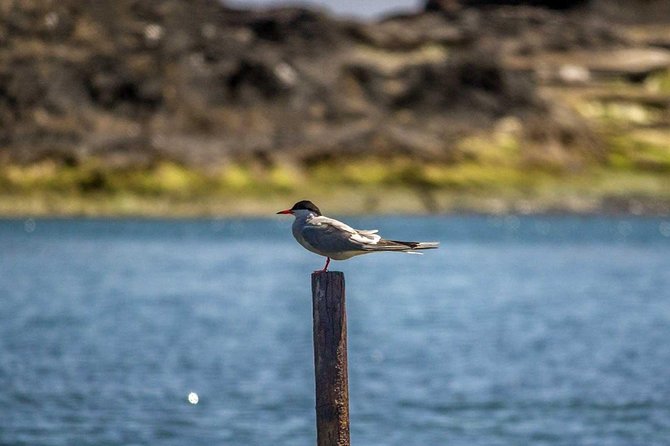 Azores Marine Birdwatching Expedition w/ Biologist Guide - How the Zodiac changes the viewing