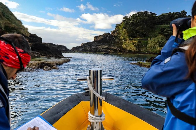 Azores Marine Birdwatching Expedition w/ Biologist Guide - What the price of $58.81 really buys