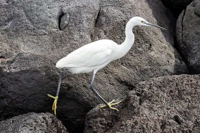 Azores Marine Birdwatching Expedition w/ Biologist Guide - Who will enjoy this most
