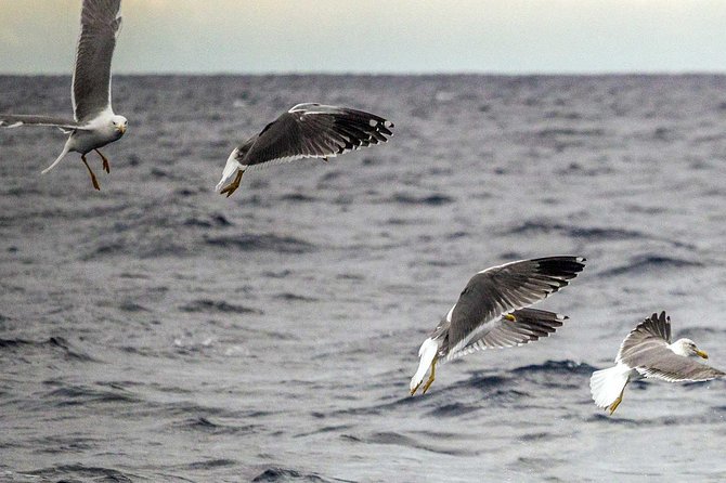 Azores Marine Birdwatching Expedition w/ Biologist Guide - Practical packing advice for the 8:00 start