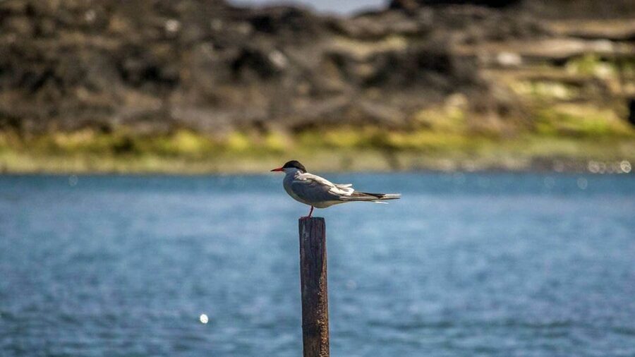 Azores: Marine Birdwatching & Islet Biologist Guided Tour - Quick reasons to consider this trip