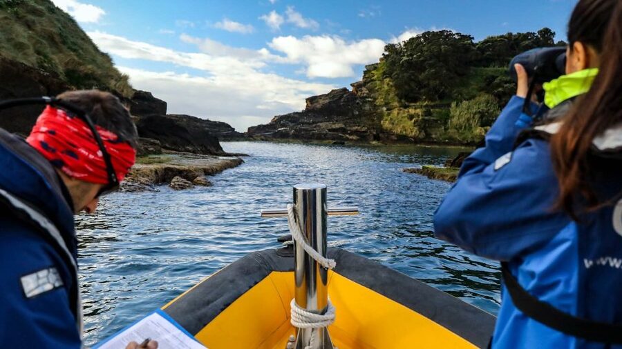 Azores: Marine Birdwatching & Islet Biologist Guided Tour - Why the Azores are good for seabird watching