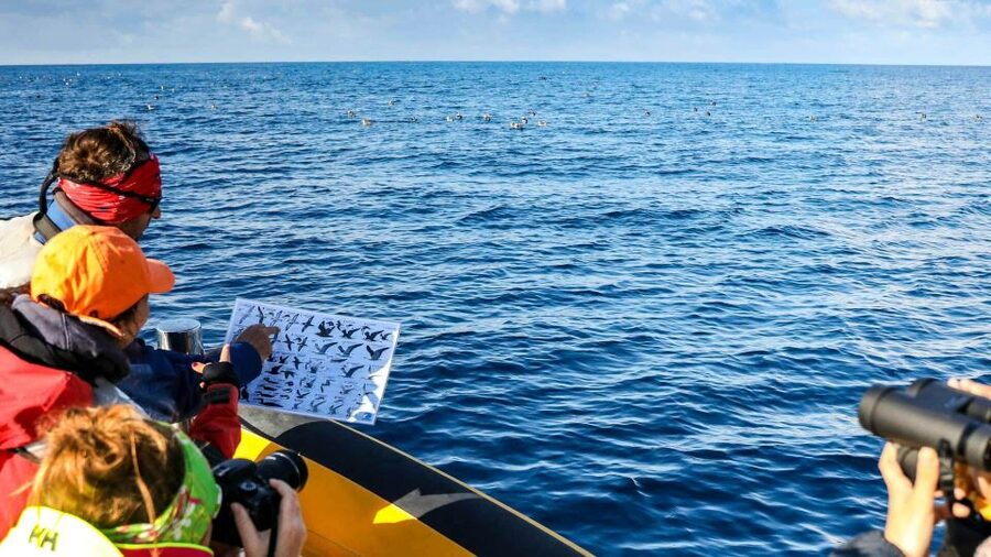 Azores: Marine Birdwatching & Islet Biologist Guided Tour - The Zodiac ride and what it feels like