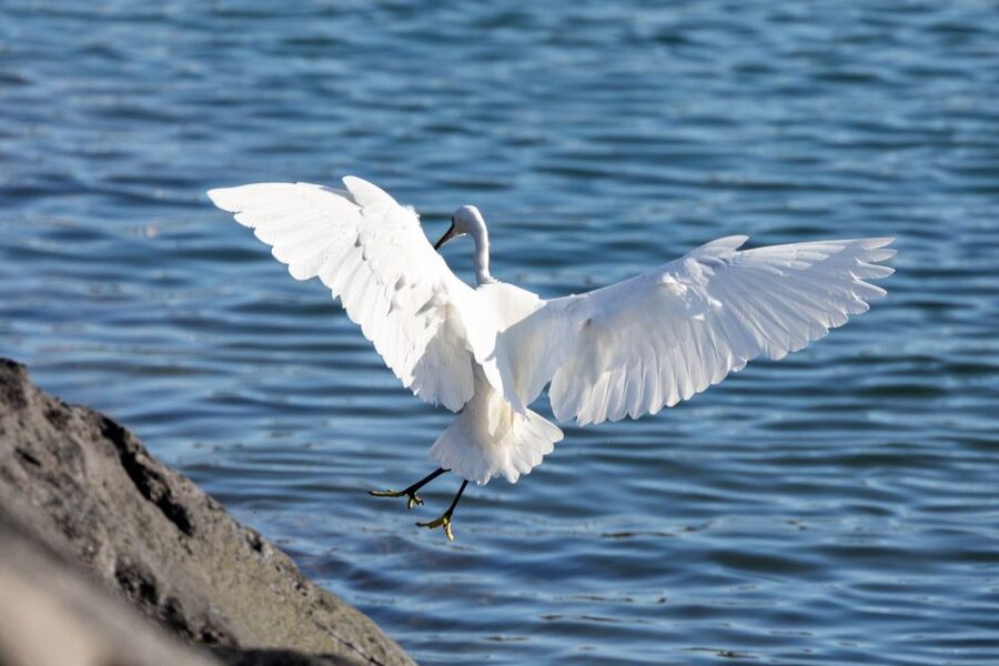 Azores: Marine Birdwatching & Islet Biologist Guided Tour - Learning from the biologists instead of just spotting birds