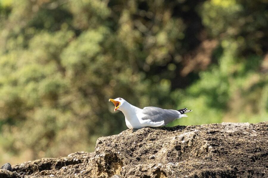 Azores: Marine Birdwatching & Islet Biologist Guided Tour - The coastline and Islet of Vila Franca do Campo