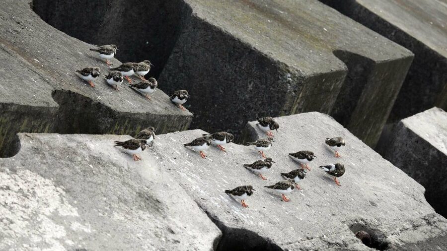 Azores: Marine Birdwatching & Islet Biologist Guided Tour - What you might see during the outing
