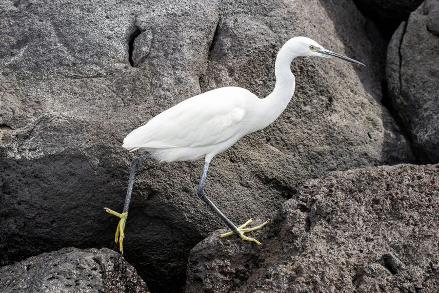Azores: Marine Birdwatching & Islet Biologist Guided Tour - The final marina stop and return