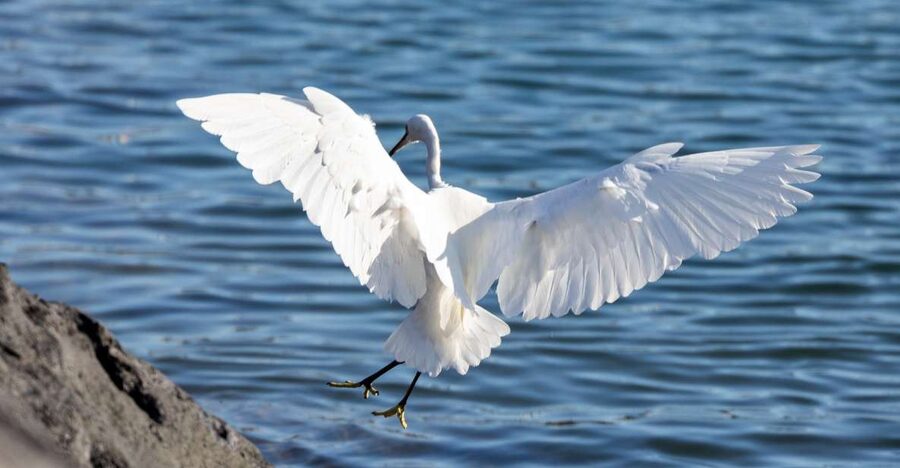 Azores: Marine Birdwatching & Islet Biologist Guided Tour - When to go for the best bird variety