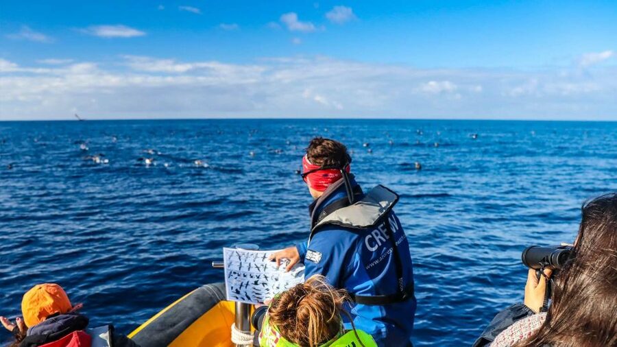 Azores: Marine Birdwatching & Islet Biologist Guided Tour - Meeting the boat in Vila Franca do Campo