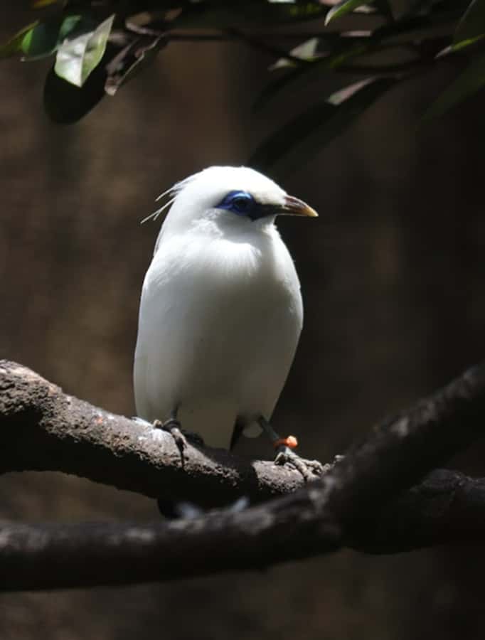 Bali Bird Park: 1-Day Admission Ticket - Planning around the bird shows