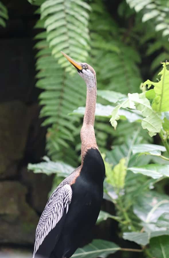 Bali Bird Park: 1-Day Admission Ticket - The 4D cinema offers a cool break
