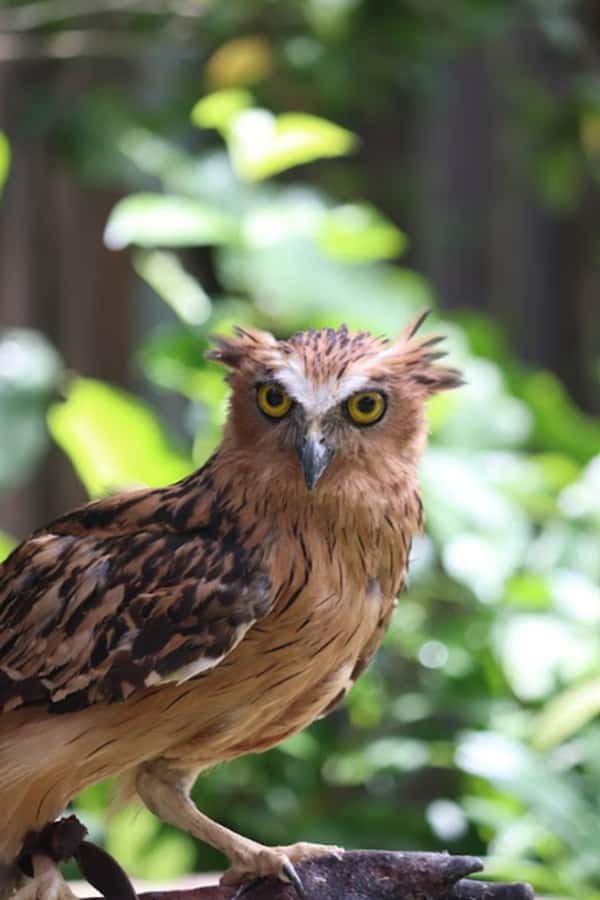 Bali Bird Park: 1-Day Admission Ticket - Who will enjoy this park most?