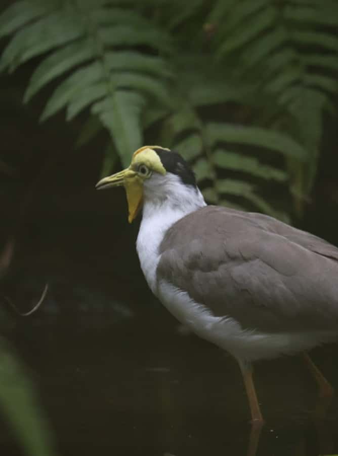 Bali Bird Park: 1-Day Admission Ticket - How I would organize the visit