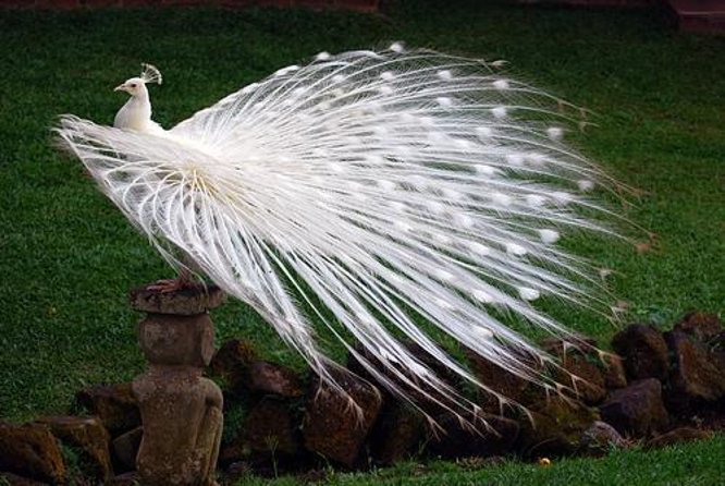Bali Bird Park Admission Ticket with Hotel Transfer - Key points to know before you book