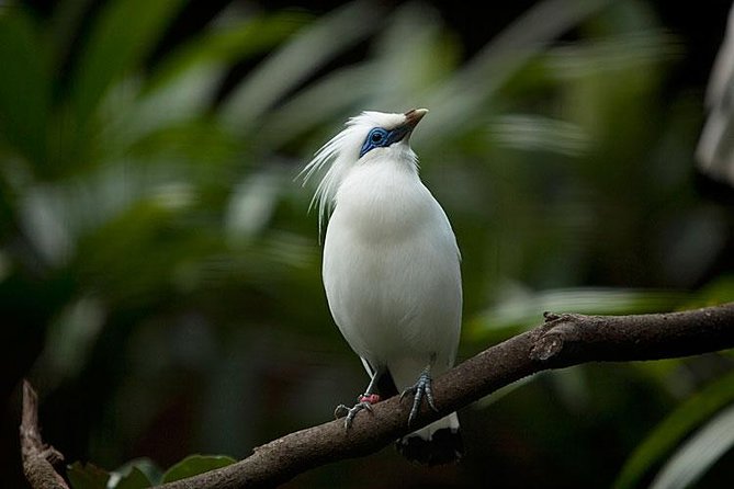 Bali Bird Park Admission Ticket with Hotel Transfer - Shows, feeding, and the best time to arrive