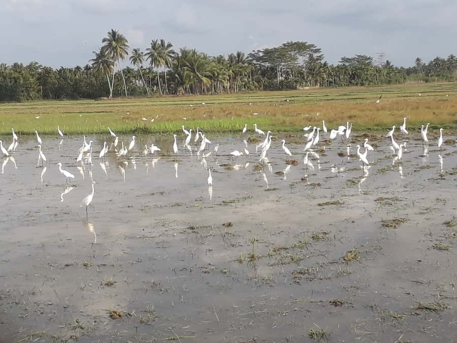 Bali: Countryside Bird Watching Tour with Hotel Transfer - Key points to know before booking