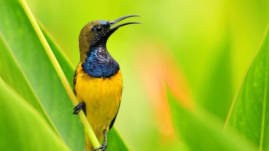 Bali: Countryside Bird Watching Tour with Hotel Transfer - What this Ubud bird-watching tour is really like