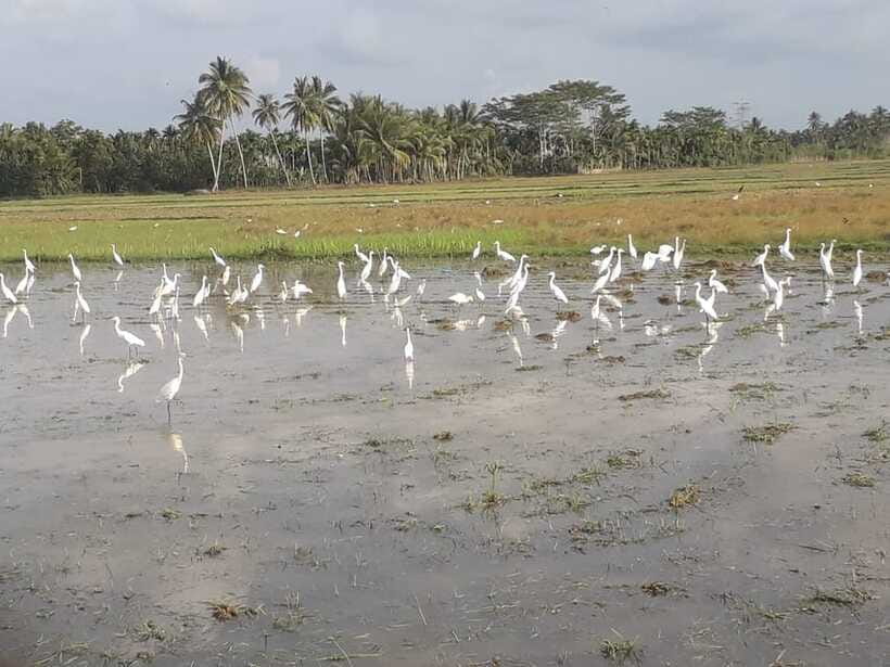 Bali: Countryside Bird Watching Tour with Hotel Transfer - A tour with more than birds
