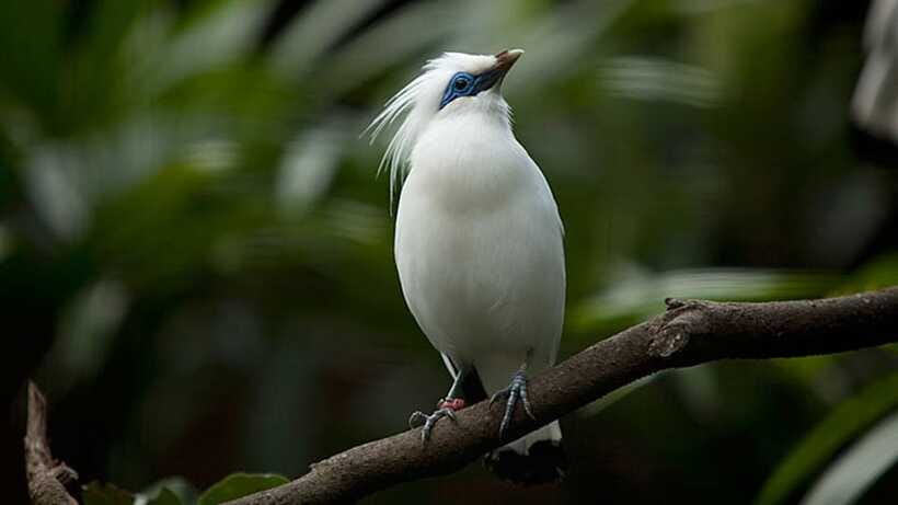 Bali: Countryside Bird Watching Tour with Hotel Transfer - Transport, group size, and the $48 price