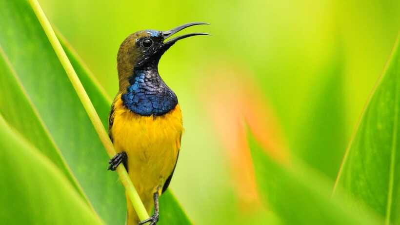 Bali: Countryside Bird Watching Tour with Hotel Transfer - Practical preparation for the paths and weather
