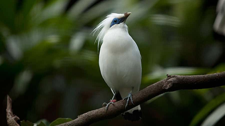 Bali: Countryside Bird Watching Tour with Hotel Transfer - Walking through Ubud’s rice fields
