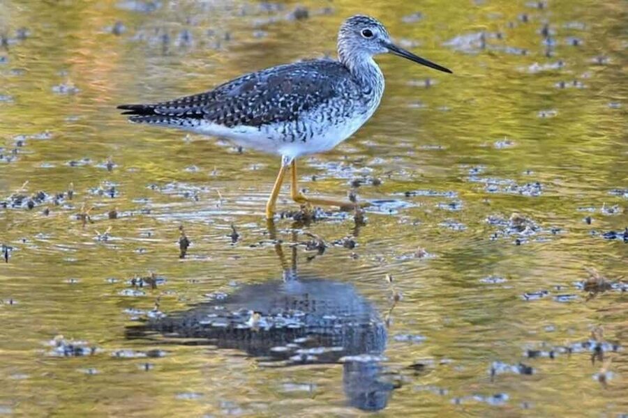 Barbados: Bird Watching Experience - Why this Barbados bird watching tour is worth considering