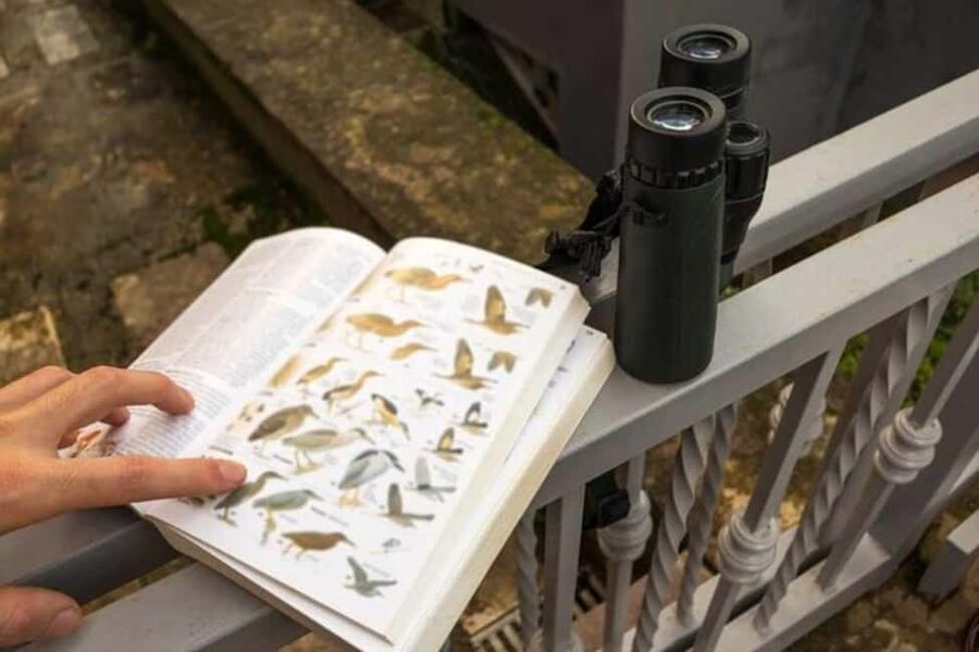 Barbados: Bird Watching Experience - Chancery Lane wetlands and migratory birds