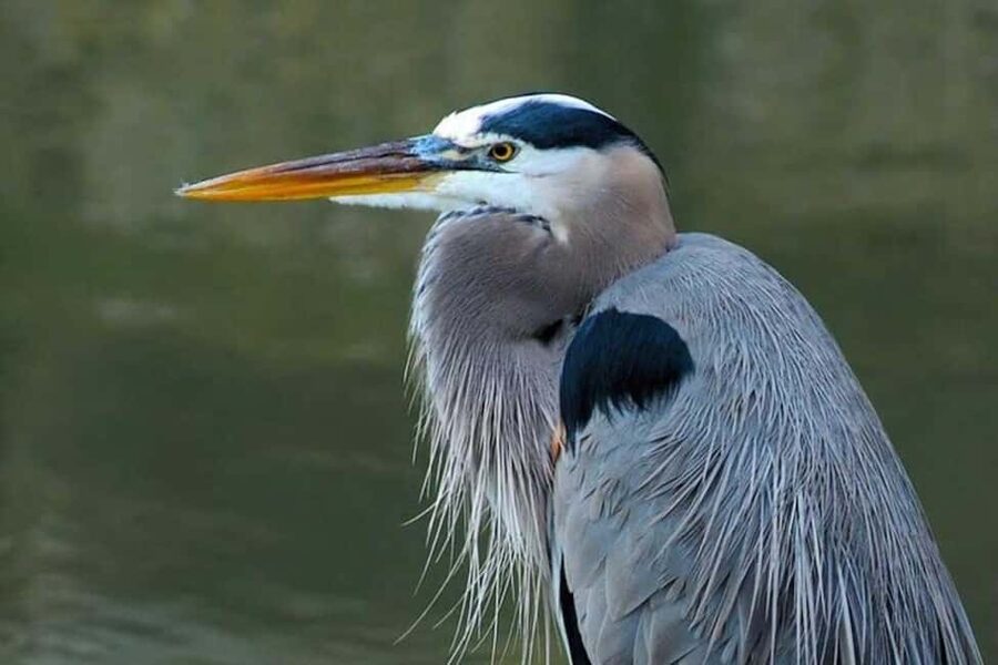 Barbados: Bird Watching Experience - What the guide adds to the experience