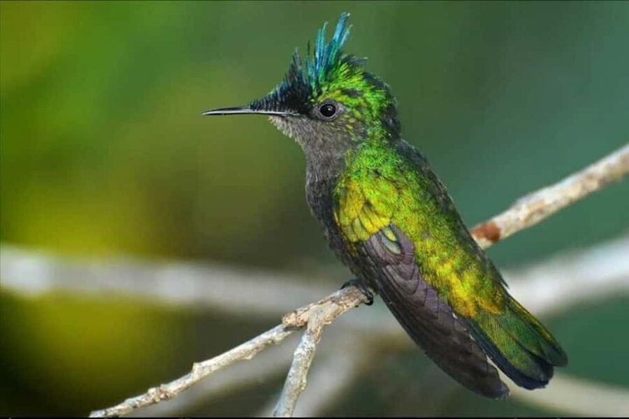 Barbados: Bird Watching Experience - Binoculars, field guide, and drinks included