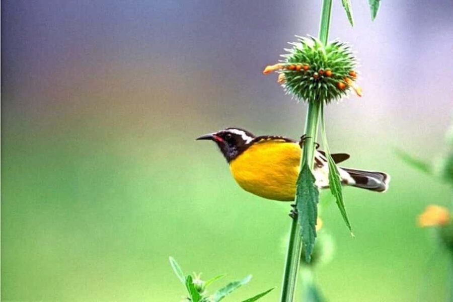 Barbados: Bird Watching Experience - Is $140 a fair price for 150 minutes?