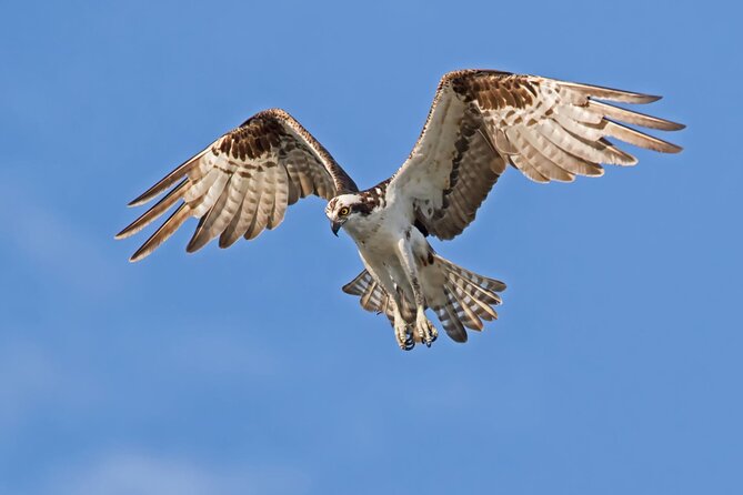 Barbados Bird Watching Experience (Transport Included) - Key points at a glance