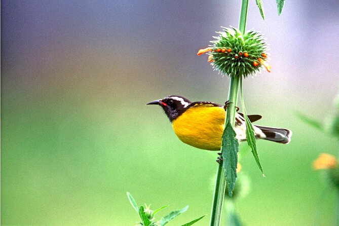 Barbados Bird Watching Experience (Transport Included) - Woodbourne Terrace and migratory birds