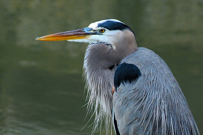 Barbados Bird Watching Experience (Transport Included) - Small-group guiding with Roger and Gregory