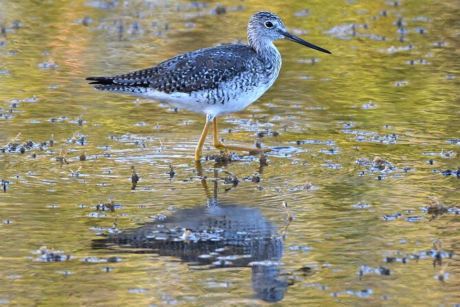 Barbados Bird Watching Experience (Transport Included) - What the $140 price gets you