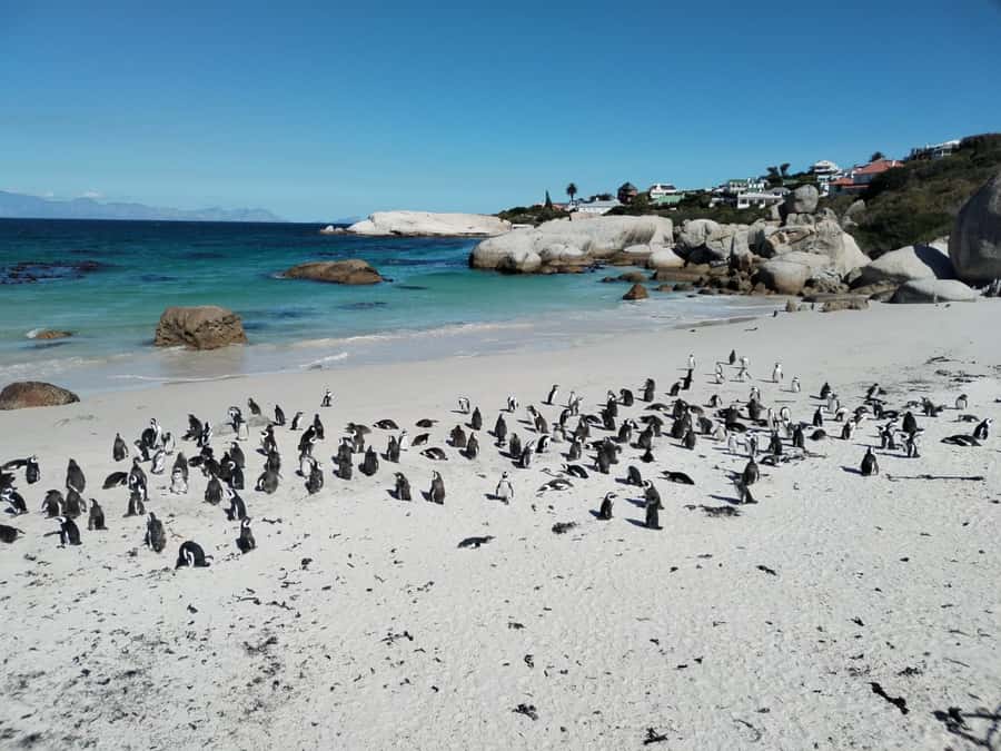 Beach Day at Boulder's Beach & Penguin watching, Half Day - Key points to know before booking