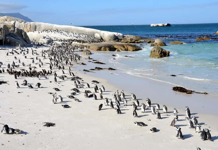 Beach Day at Boulder's Beach & Penguin watching, Half Day - Should you book this Boulders Beach tour?