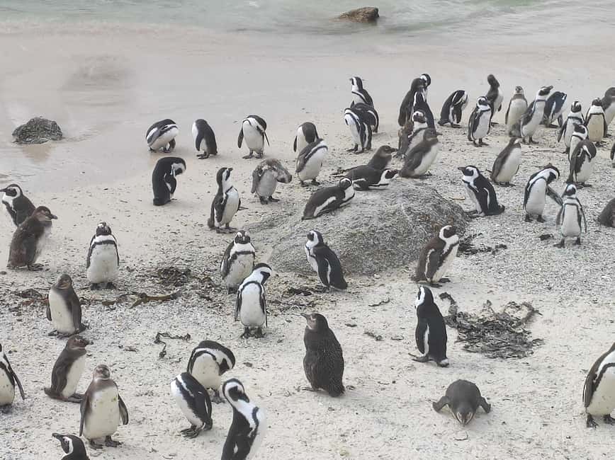 Best of Cape Private Tour Cape Point+Penguins+Table Mountain - Maiden’s Cove frames Camps Bay and the Twelve Apostles