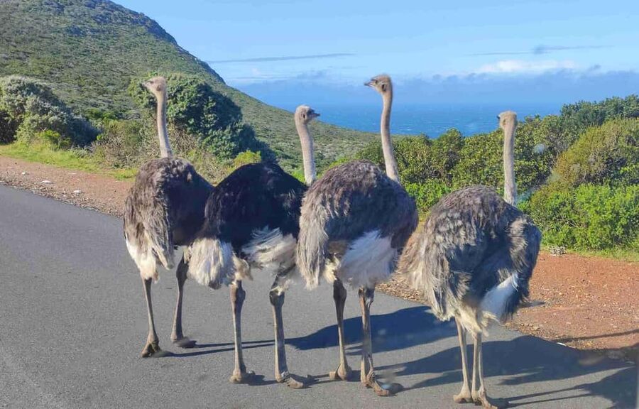 Best of Cape Private Tour Cape Point+Penguins+Table Mountain - Chapman’s Peak Drive is part of the attraction